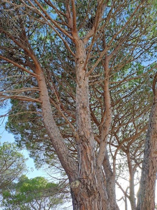 Gelsi Holiday Home La Maddalena La Maddalena  Eksteriør bilde